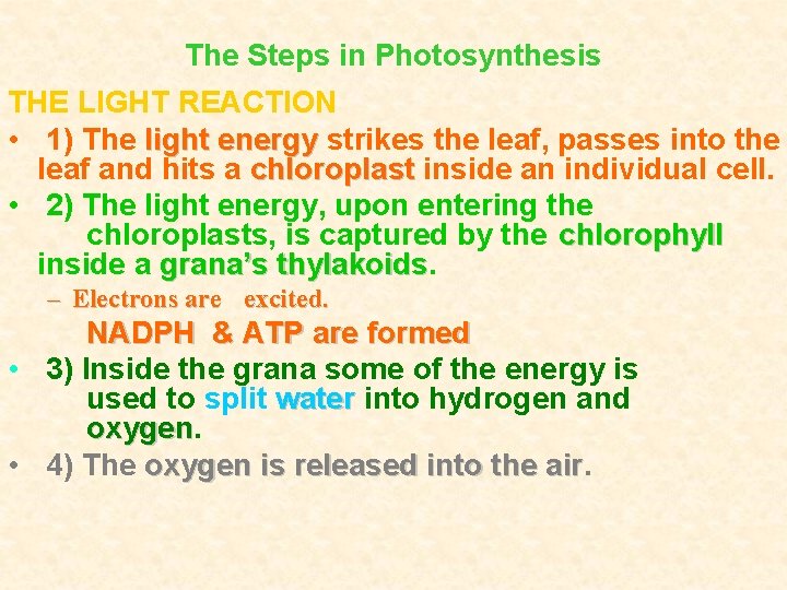 The Steps in Photosynthesis THE LIGHT REACTION • 1) The light energy strikes the