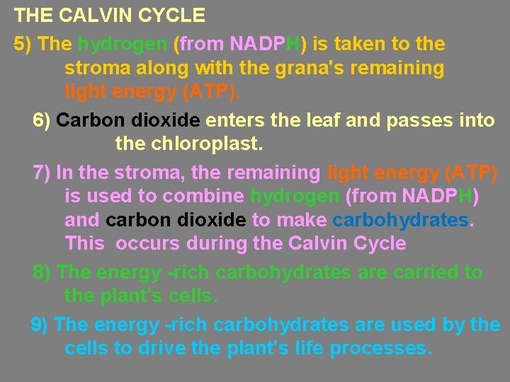 THE CALVIN CYCLE 5) The hydrogen (from NADPH) is taken to the stroma along