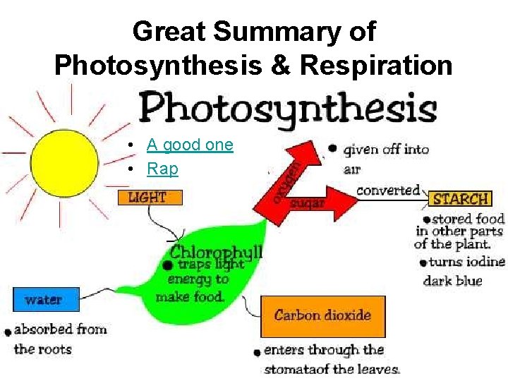 Great Summary of Photosynthesis & Respiration • A good one • Rap 