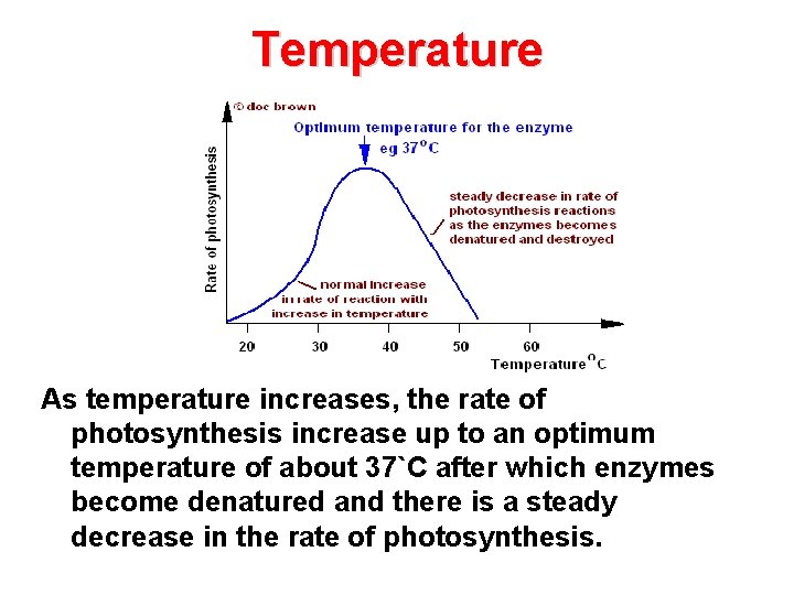 Temperature As temperature increases, the rate of photosynthesis increase up to an optimum temperature