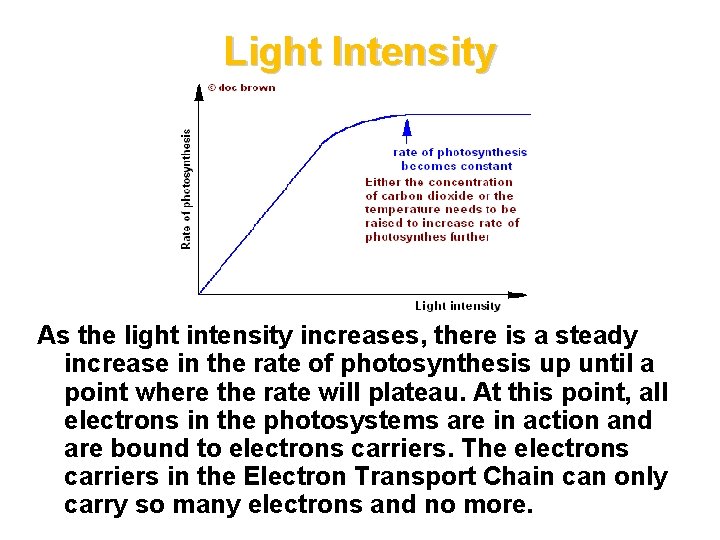 Light Intensity As the light intensity increases, there is a steady increase in the