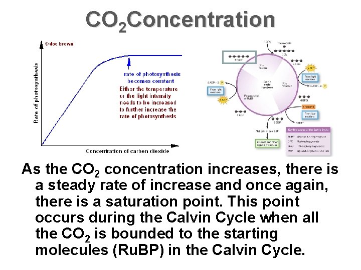 CO 2 Concentration As the CO 2 concentration increases, there is a steady rate