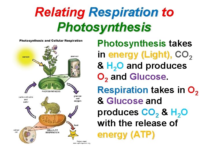 Relating Respiration to Photosynthesis takes in energy (Light), CO 2 & H 2 O