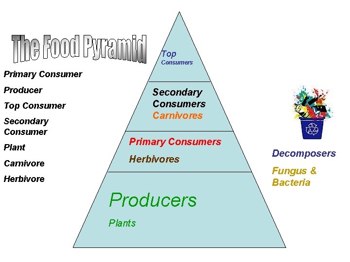 Top Consumers Primary Consumer Producer Secondary Consumers Carnivores Top Consumer Secondary Consumer Plant Carnivore