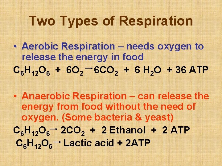 Two Types of Respiration • Aerobic Respiration – needs oxygen to release the energy