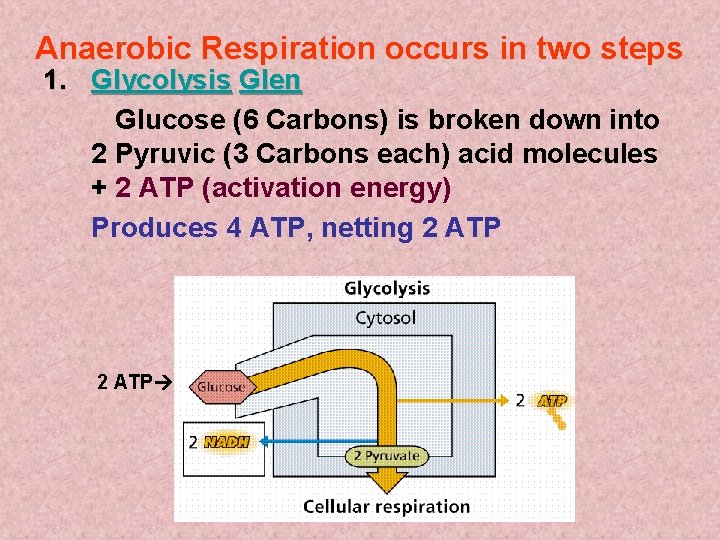 Anaerobic Respiration occurs in two steps 1. Glycolysis Glen Glucose (6 Carbons) is broken