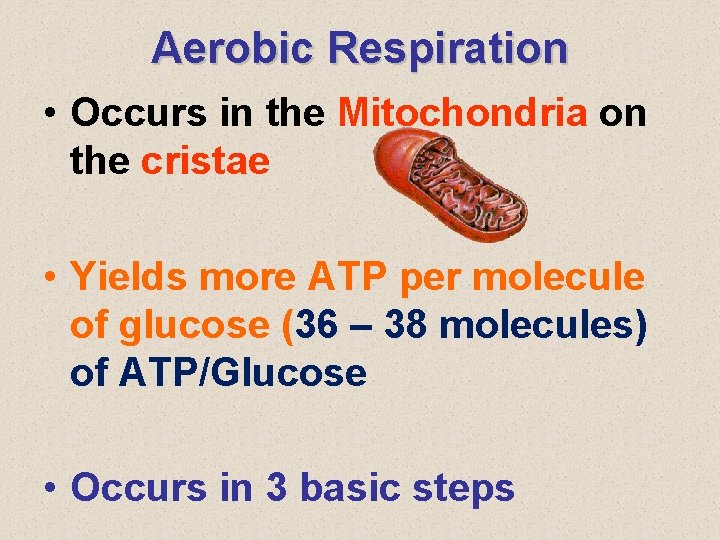 Aerobic Respiration • Occurs in the Mitochondria on the cristae • Yields more ATP