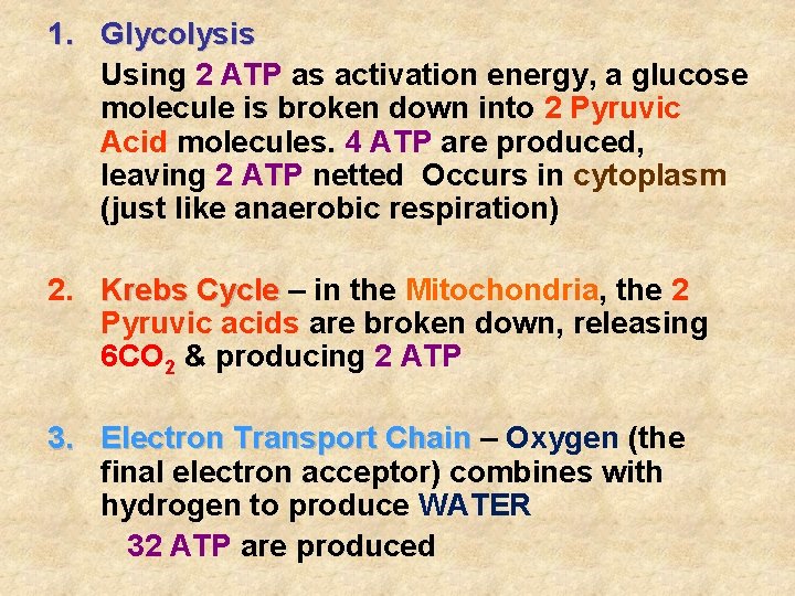 1. Glycolysis Using 2 ATP as activation energy, a glucose molecule is broken down