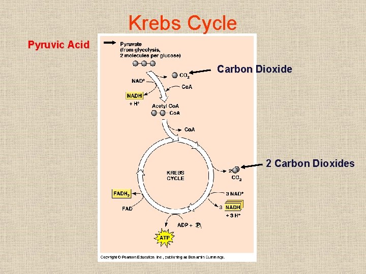 Krebs Cycle Pyruvic Acid Carbon Dioxide 2 Carbon Dioxides 