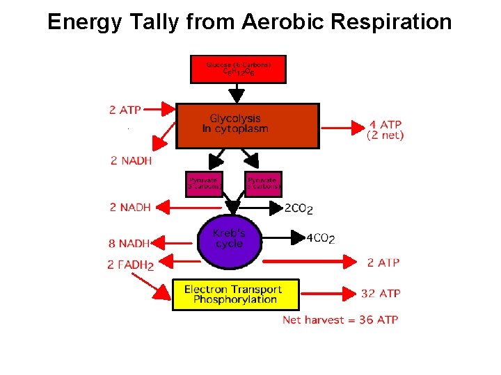 Energy Tally from Aerobic Respiration 