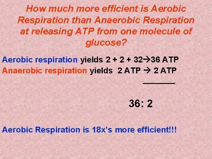 How much more efficient is Aerobic Respiration than Anaerobic Respiration at releasing ATP from