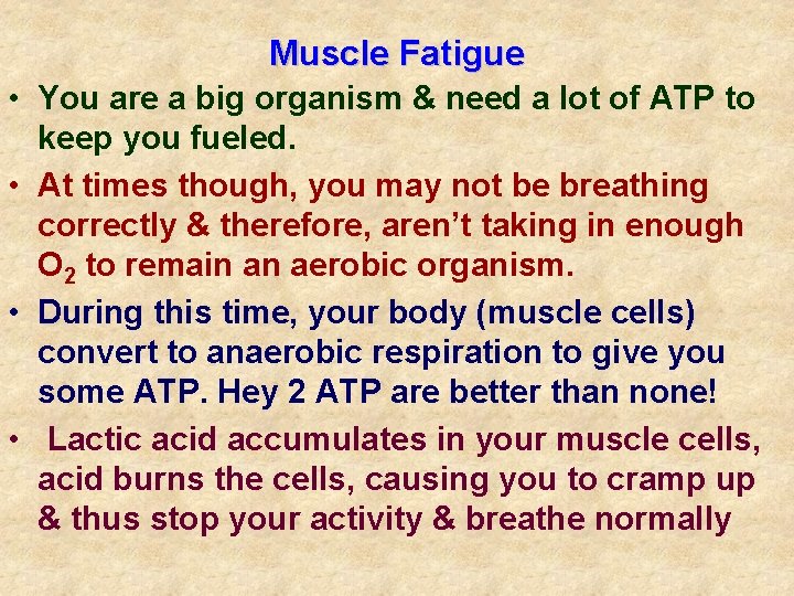 Muscle Fatigue • You are a big organism & need a lot of ATP