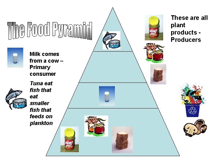 These are all plant products Producers Milk comes from a cow – Primary consumer