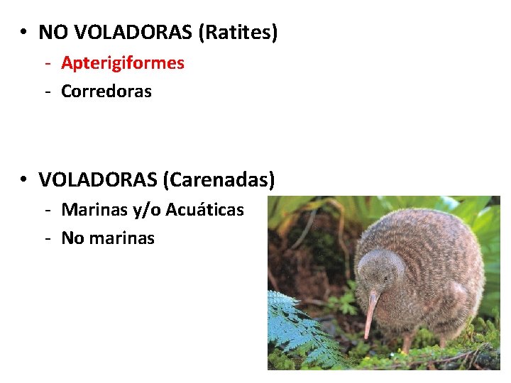  • NO VOLADORAS (Ratites) Tipos de Aves - Apterigiformes - Corredoras • VOLADORAS