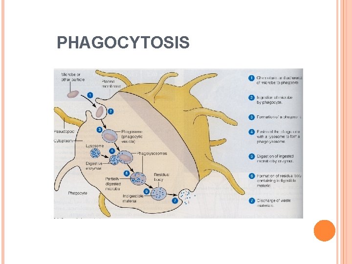 PHAGOCYTOSIS 