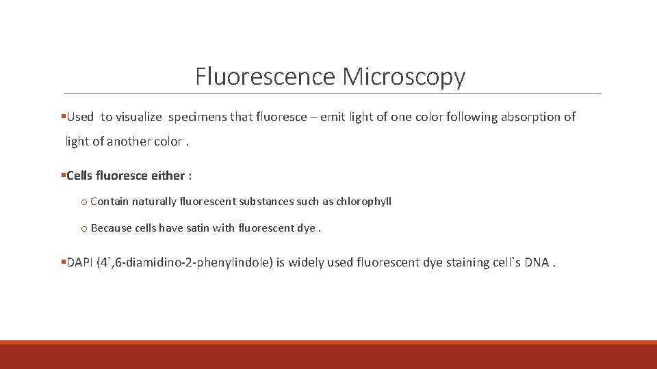 Fluorescence Microscopy §Used to visualize specimens that fluoresce – emit light of one color