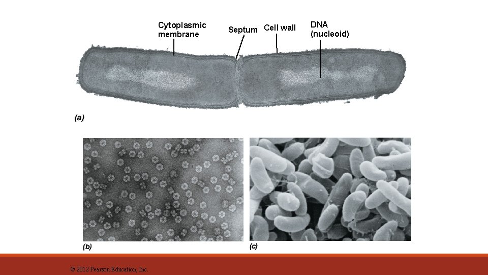 Cytoplasmic membrane © 2012 Pearson Education, Inc. Septum Cell wall DNA (nucleoid) 