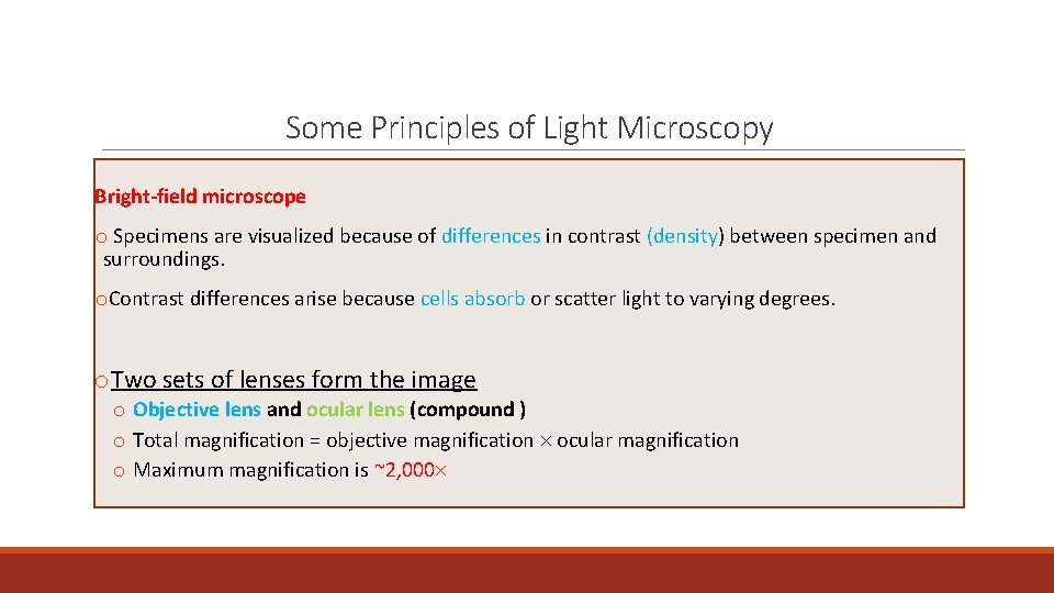 Some Principles of Light Microscopy Bright-field microscope o Specimens are visualized because of differences