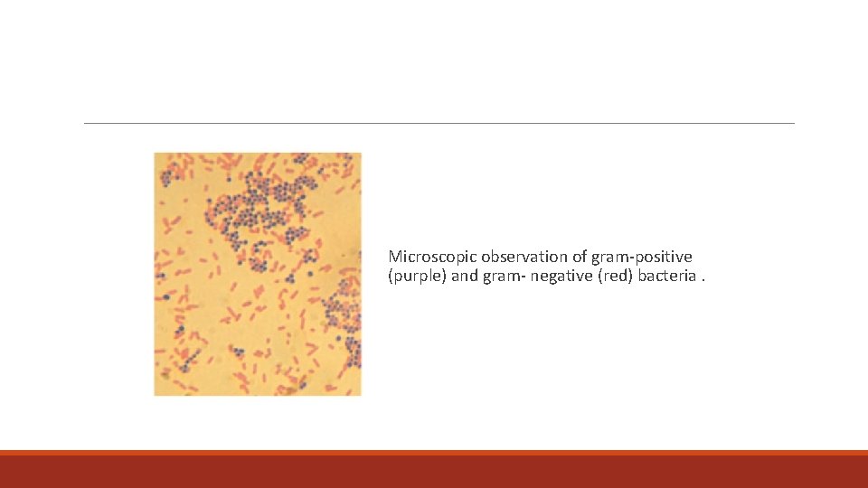 Microscopic observation of gram-positive (purple) and gram- negative (red) bacteria. 