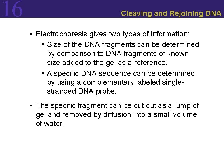 16 Cleaving and Rejoining DNA • Electrophoresis gives two types of information: § Size