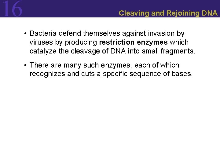 16 Cleaving and Rejoining DNA • Bacteria defend themselves against invasion by viruses by