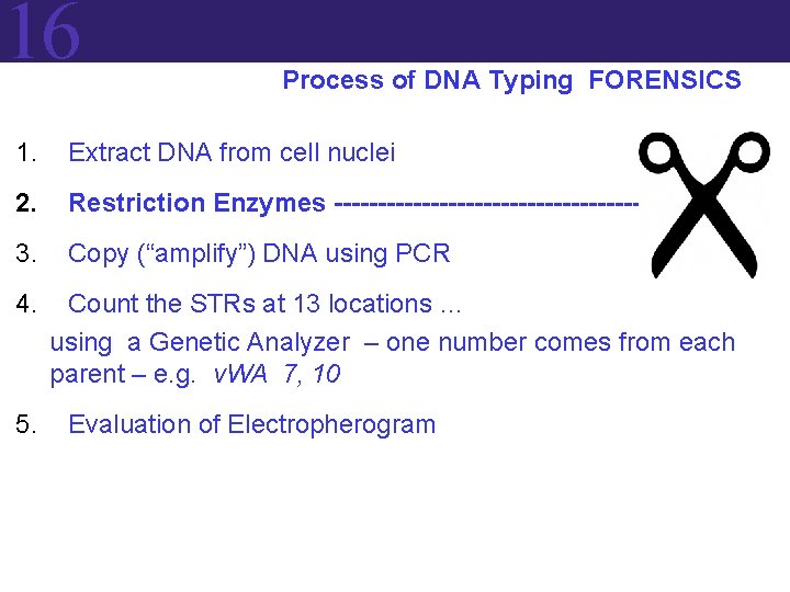 16 Process of DNA Typing FORENSICS 1. Extract DNA from cell nuclei 2. Restriction