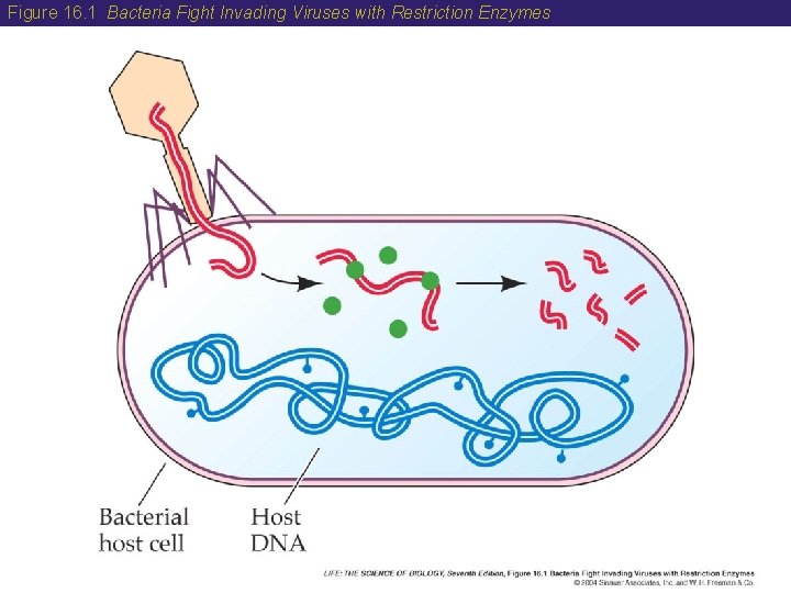 Figure 16. 1 Bacteria Fight Invading Viruses with Restriction Enzymes 