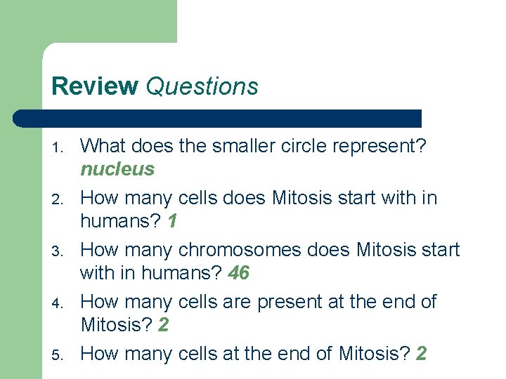 Review Questions 1. 2. 3. 4. 5. What does the smaller circle represent? nucleus