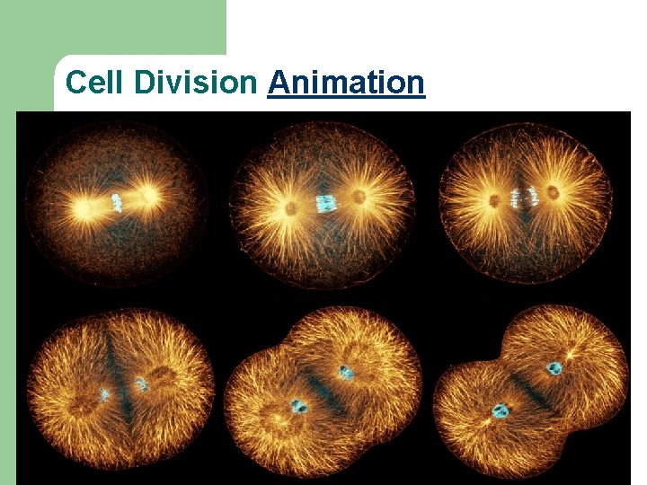 Cell Division Animation 