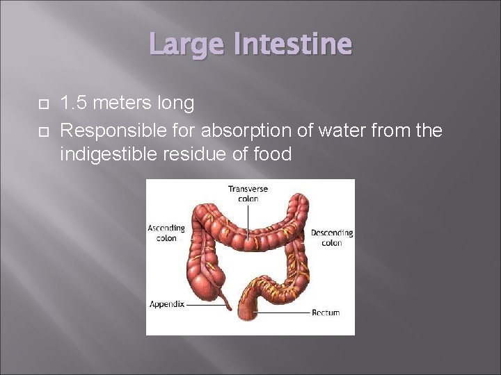 Large Intestine 1. 5 meters long Responsible for absorption of water from the indigestible