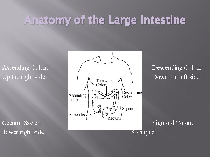 Anatomy of the Large Intestine Ascending Colon: Up the right side Cecum: Sac on