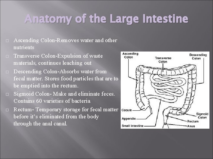 Anatomy of the Large Intestine Ascending Colon-Removes water and other nutrients Transverse Colon-Expulsion of