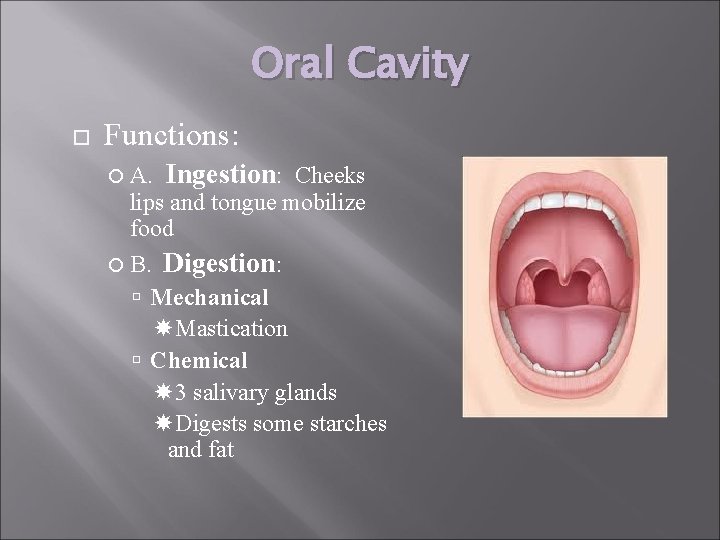 Oral Cavity Functions: A. Ingestion: Cheeks lips and tongue mobilize food B. Digestion: Mechanical