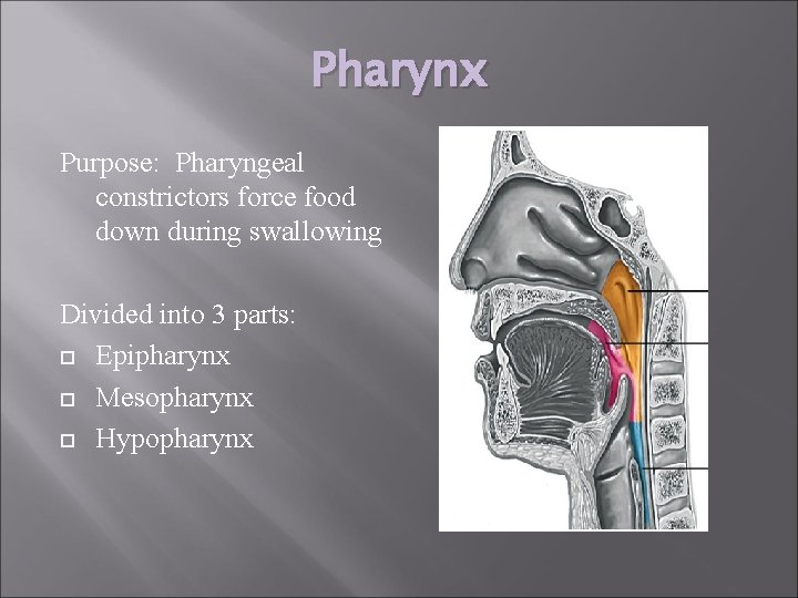 Pharynx Purpose: Pharyngeal constrictors force food down during swallowing Divided into 3 parts: Epipharynx