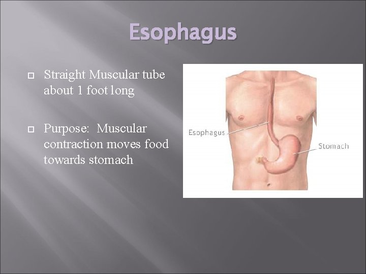 Esophagus Straight Muscular tube about 1 foot long Purpose: Muscular contraction moves food towards