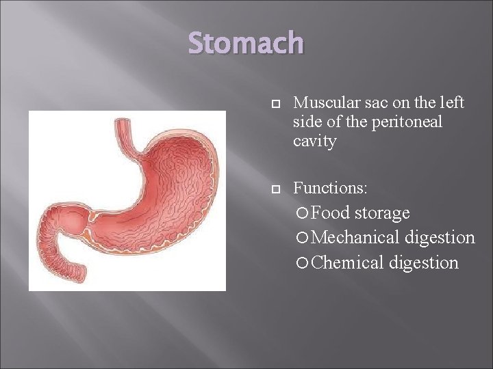 Stomach Muscular sac on the left side of the peritoneal cavity Functions: Food storage
