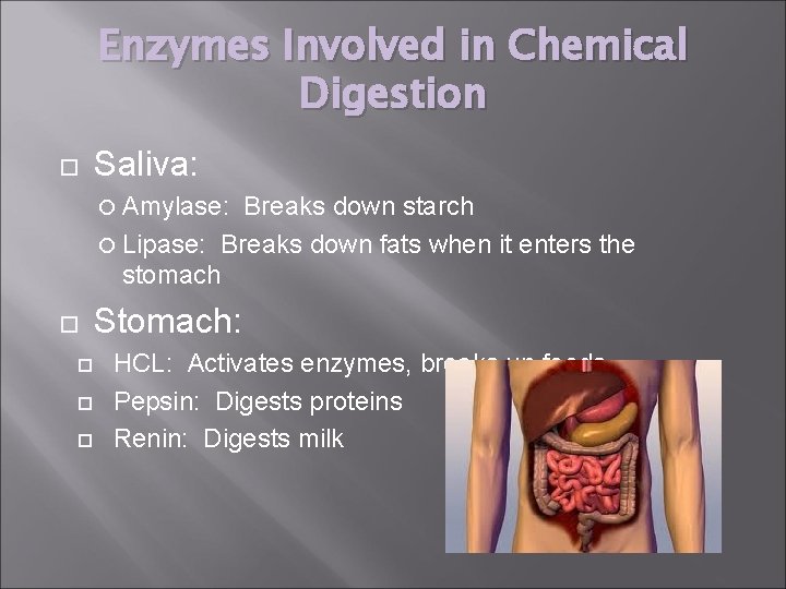 Enzymes Involved in Chemical Digestion Saliva: Amylase: Breaks down starch Lipase: Breaks down fats