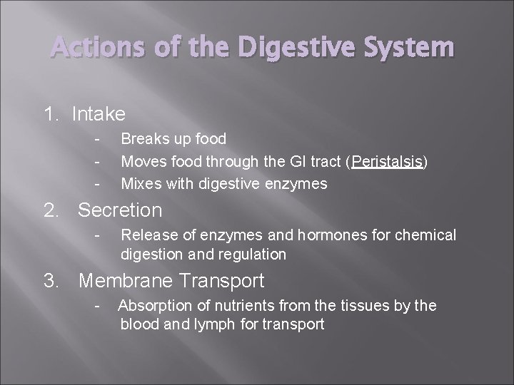 Actions of the Digestive System 1. Intake - Breaks up food Moves food through