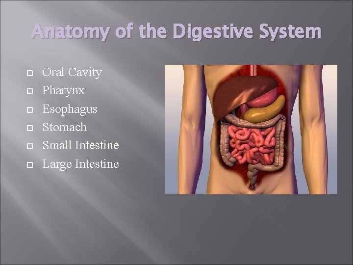 Anatomy of the Digestive System Oral Cavity Pharynx Esophagus Stomach Small Intestine Large Intestine