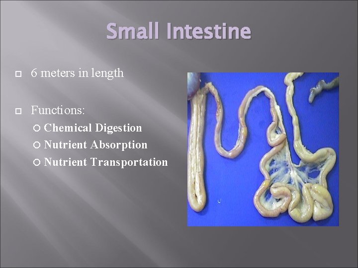 Small Intestine 6 meters in length Functions: Chemical Digestion Nutrient Absorption Nutrient Transportation 