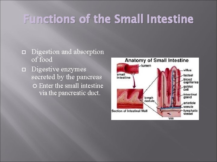 Functions of the Small Intestine Digestion and absorption of food Digestive enzymes secreted by