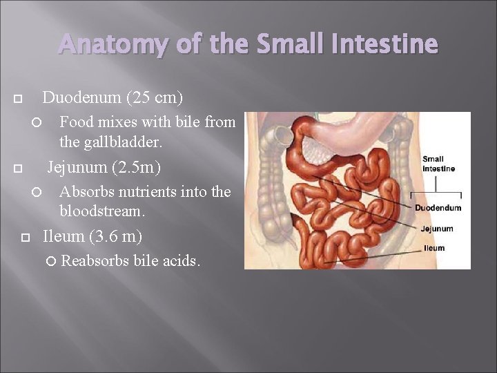 Anatomy of the Small Intestine Duodenum (25 cm) Food mixes with bile from the