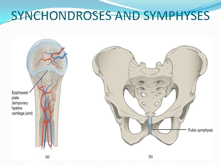 SYNCHONDROSES AND SYMPHYSES 