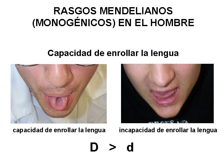 RASGOS MENDELIANOS (MONOGÉNICOS) EN EL HOMBRE Capacidad de enrollar la lengua capacidad de enrollar