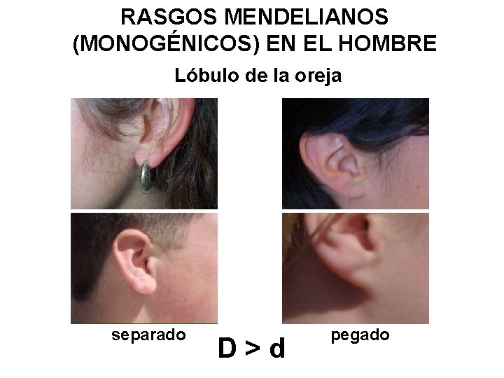 RASGOS MENDELIANOS (MONOGÉNICOS) EN EL HOMBRE Lóbulo de la oreja separado D>d pegado 