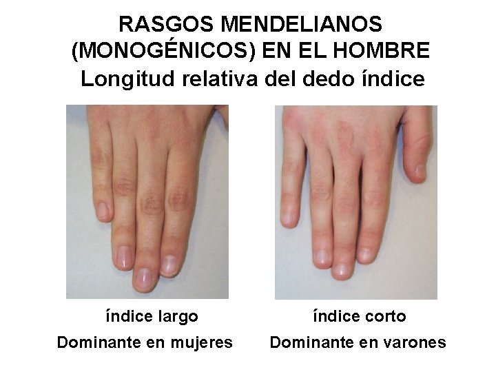 RASGOS MENDELIANOS (MONOGÉNICOS) EN EL HOMBRE Longitud relativa del dedo índice largo Dominante en