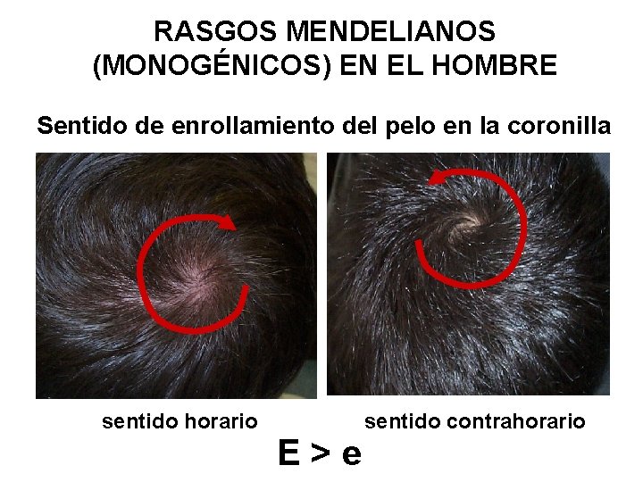 RASGOS MENDELIANOS (MONOGÉNICOS) EN EL HOMBRE Sentido de enrollamiento del pelo en la coronilla