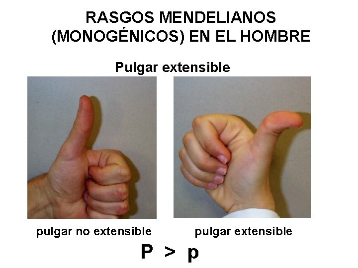 RASGOS MENDELIANOS (MONOGÉNICOS) EN EL HOMBRE Pulgar extensible pulgar no extensible pulgar extensible P