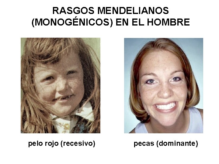 RASGOS MENDELIANOS (MONOGÉNICOS) EN EL HOMBRE pelo rojo (recesivo) pecas (dominante) 