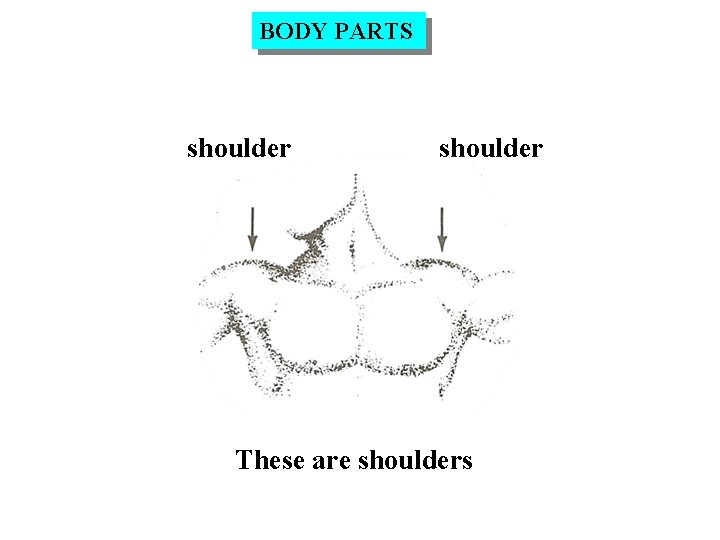 BODY PARTS shoulder These are shoulders 